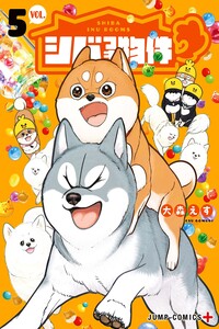 Shiba Inu Rooms